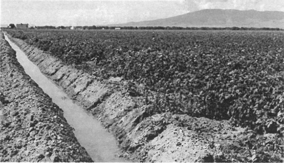 From the March 2004 Newsboy Irrigation before electricity and center pivots.